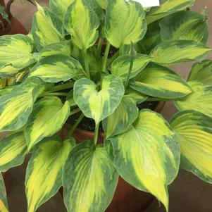 Hosta 'Sister Act' Hosta 'Sister Act'