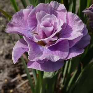 Iris sibirica 'Pink Parfait'