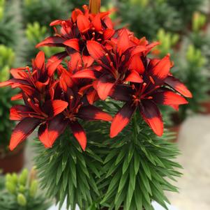 Lilium 'Lily Looks™ Tiny Ink' Lilium 'Lily Looks™ Tiny Ink'