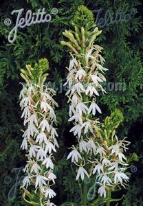 Lobelia cardinalis 'White Cardinal' Lobelia cardinalis 'White Cardinal'