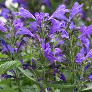 Nepeta subsessilis 'Prelude Purple' Nepeta subsessilis 'Prelude Purple'