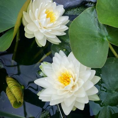 Nymphaea 'Albatross' Nymphaea 'Albatross'