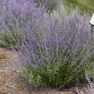 Perovskia atriplicifolia 'Primetime' Perovskia atriplicifolia 'Primetime'