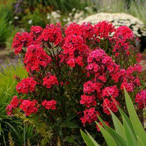 Phlox paniculata 'Red Riding Hood' Phlox paniculata 'Red Riding Hood'