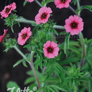 Potentilla nepalensis 'Miss Willmott' Potentilla nepalensis 'Miss Willmott'