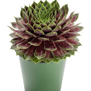 Sempervivum 'SuperSemp® Jade' Sempervivum 'SuperSemp® Jade'