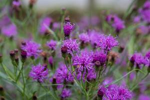 Vernonia 'Summer's Surrender' Vernonia 'Summer's Surrender'