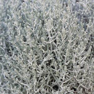 Calocephalus 'Silver Stone' Calocephalus 'Silver Stone'