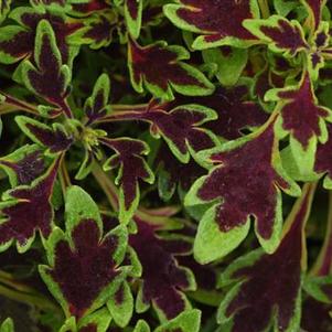 Coleus 'MicroBlaze™ Matchsticks' Coleus 'MicroBlaze™ Matchsticks'