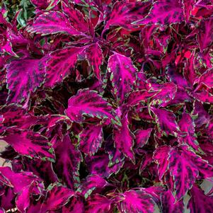 Coleus 'Party Time™ Pink Fizz' Coleus 'Party Time™ Pink Fizz'
