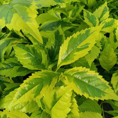 Duranta 'Gold Edge' Duranta 'Gold Edge'