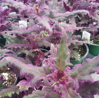 Gynura 'Purple Passion' Gynura 'Purple Passion'