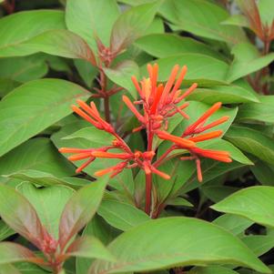 Hamelia patens 'Hummingbird Plant' Hamelia patens 'Hummingbird Plant'