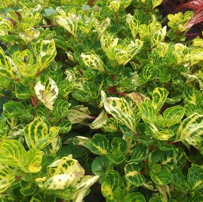 Iresine 'Variegated Heart' Iresine 'Variegated Heart'