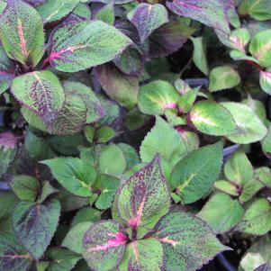 Perilla 'Tricolor' Perilla 'Tricolor'