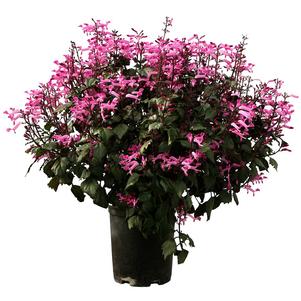 Plectranthus 'Velvet™ Starlet' Plectranthus 'Velvet™ Starlet'