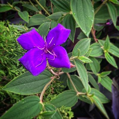 Tibouchina 'Rich Blue Sun' Tibouchina 'Rich Blue Sun'