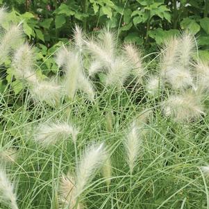 Pennisetum villosum 'Feathertop' Pennisetum villosum 'Feathertop'