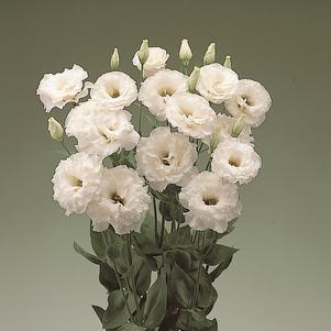 Lisianthus 'Super Magic™ White' Lisianthus 'Super Magic™ White'