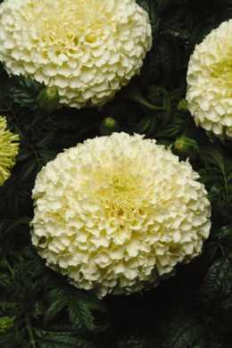 Marigold 'Vanilla' Marigold 'Vanilla'