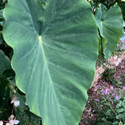 Colocasia 'Jack's Giant'