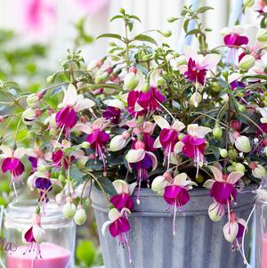 Fuchsia 'Bella® Olivia' Fuchsia 'Bella® Olivia'