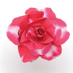 Impatiens 'Fiesta™ Sparkler Cherry' Impatiens 'Fiesta™ Sparkler Cherry'