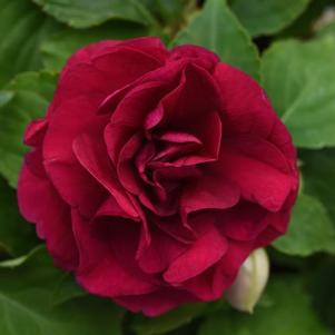 Impatiens 'Glimmer™ Burgundy' Impatiens 'Glimmer™ Burgundy'