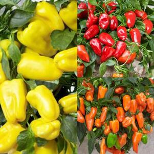 Pepper 'Peppers from Heaven™ Mix'