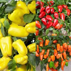 Pepper 'Peppers from Heaven™ Mix' Pepper 'Peppers from Heaven™ Mix'