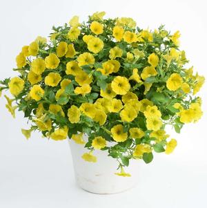 Petunia 'Capella™ Improved Hello Yellow' Petunia 'Capella™ Improved Hello Yellow'