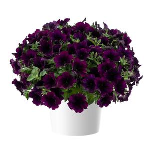 Petunia 'Capella™ Improved Mulberry' Petunia 'Capella™ Improved Mulberry'
