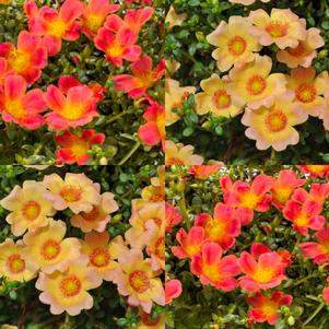 Purslane 'Hot Shot™ Mix' Purslane 'Hot Shot™ Mix'