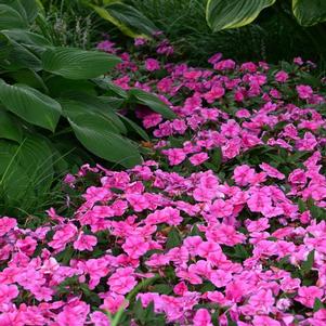 Impatiens 'Bounce™ Pink Flame' Impatiens 'Bounce™ Pink Flame'