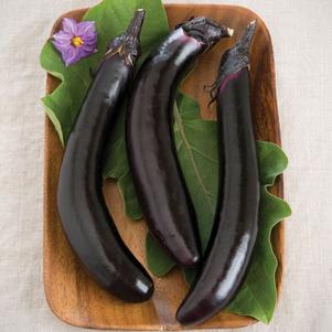 Eggplant 'Orient Express' Eggplant 'Orient Express'