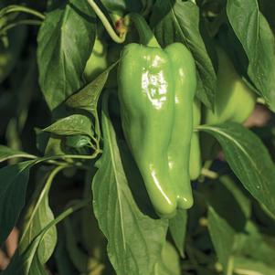 Pepper 'Nassau' Pepper 'Nassau'
