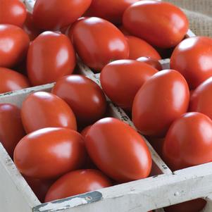 Tomato Granadero Paste