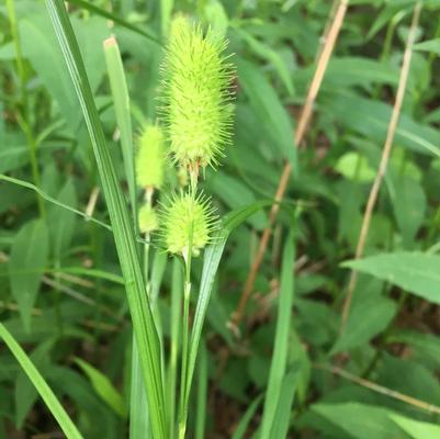 Carex squarrosa Carex squarrosa