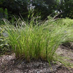 Carex stricta Carex stricta