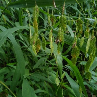 Chasmanthium latifolium Chasmanthium latifolium