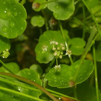 Hydrocotyle umbellata Hydrocotyle umbellata