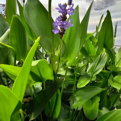 Pontederia cordata Pontederia cordata