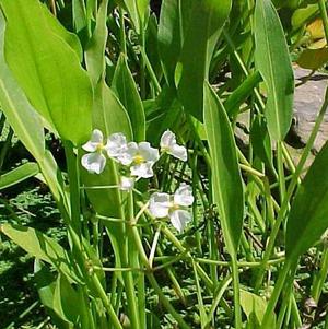Saggittaria latifolia Saggittaria latifolia