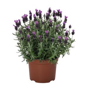 Lavender stoechas 'La Diva Big Night' Lavender stoechas 'La Diva Big Night'
