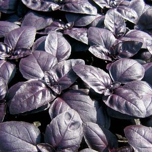 Basil 'Crimson King' Basil 'Crimson King'