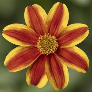 Bidens 'Brazen Samurai' Bidens 'Brazen Samurai'