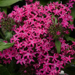 Pentas 'Lucky Star Violet' Pentas 'Lucky Star Violet'