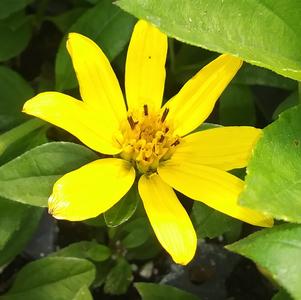 Helianthus 'Suncatcher' Helianthus 'Suncatcher'