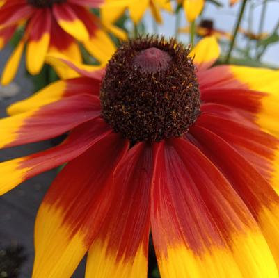 Rudbeckia Sunbeckia Mia