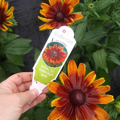 Rudbeckia 'Sunbeckia Sarah' Rudbeckia 'Sunbeckia Sarah'